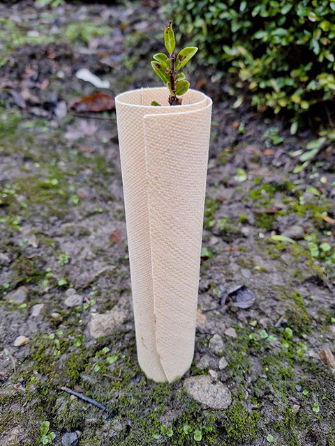 Tree Hugger Biodegradable Vole Guards